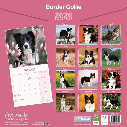 Border Collie Wall Calendar 2026