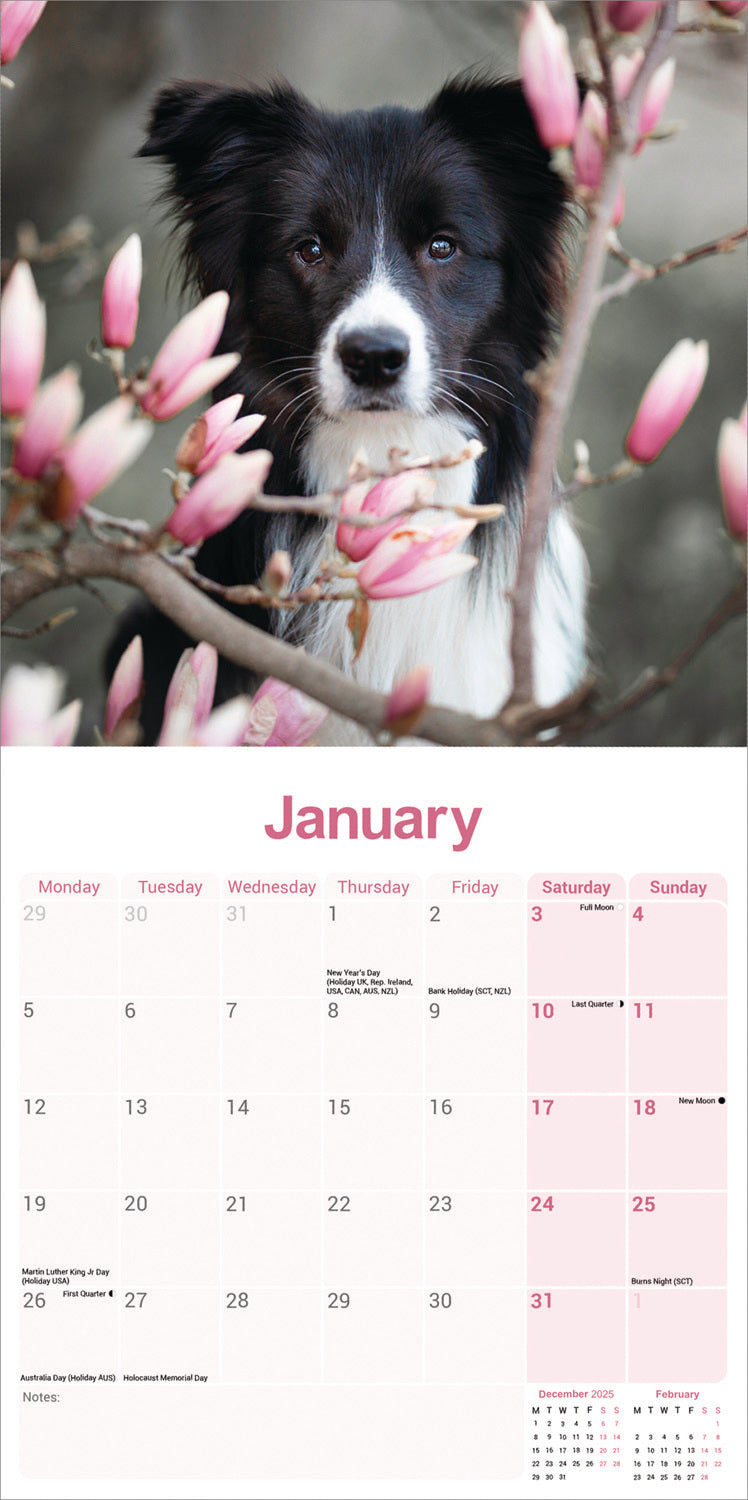 Border Collie Wall Calendar 2026