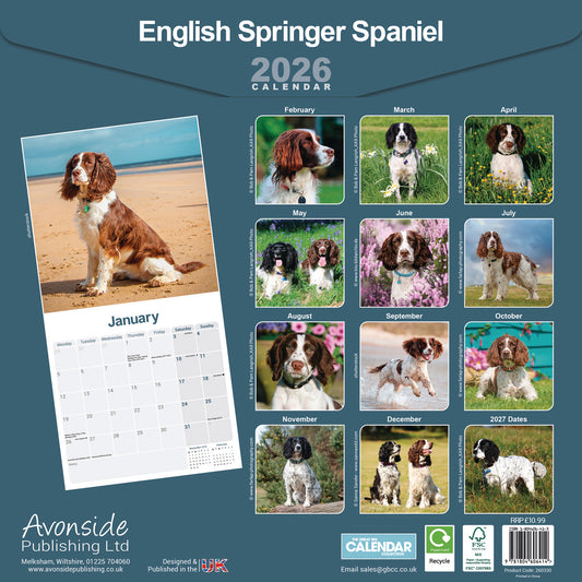 English Springer Spaniel Wall Calendar 2026
