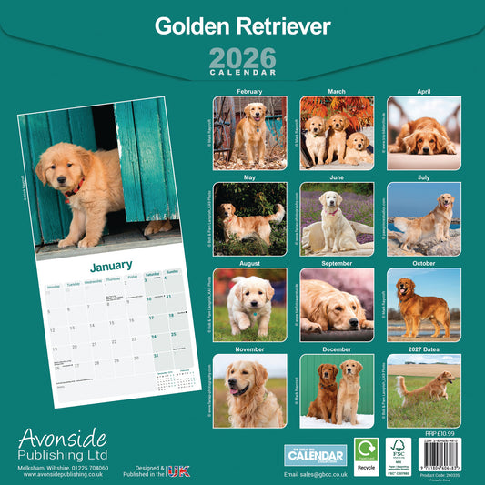 Golden Retriever Wall Calendar 2026