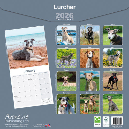 Lurcher Wall Calendar 2026