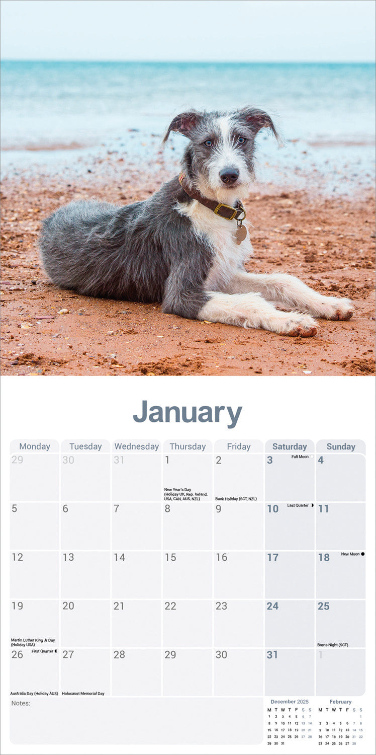 Lurcher Wall Calendar 2026