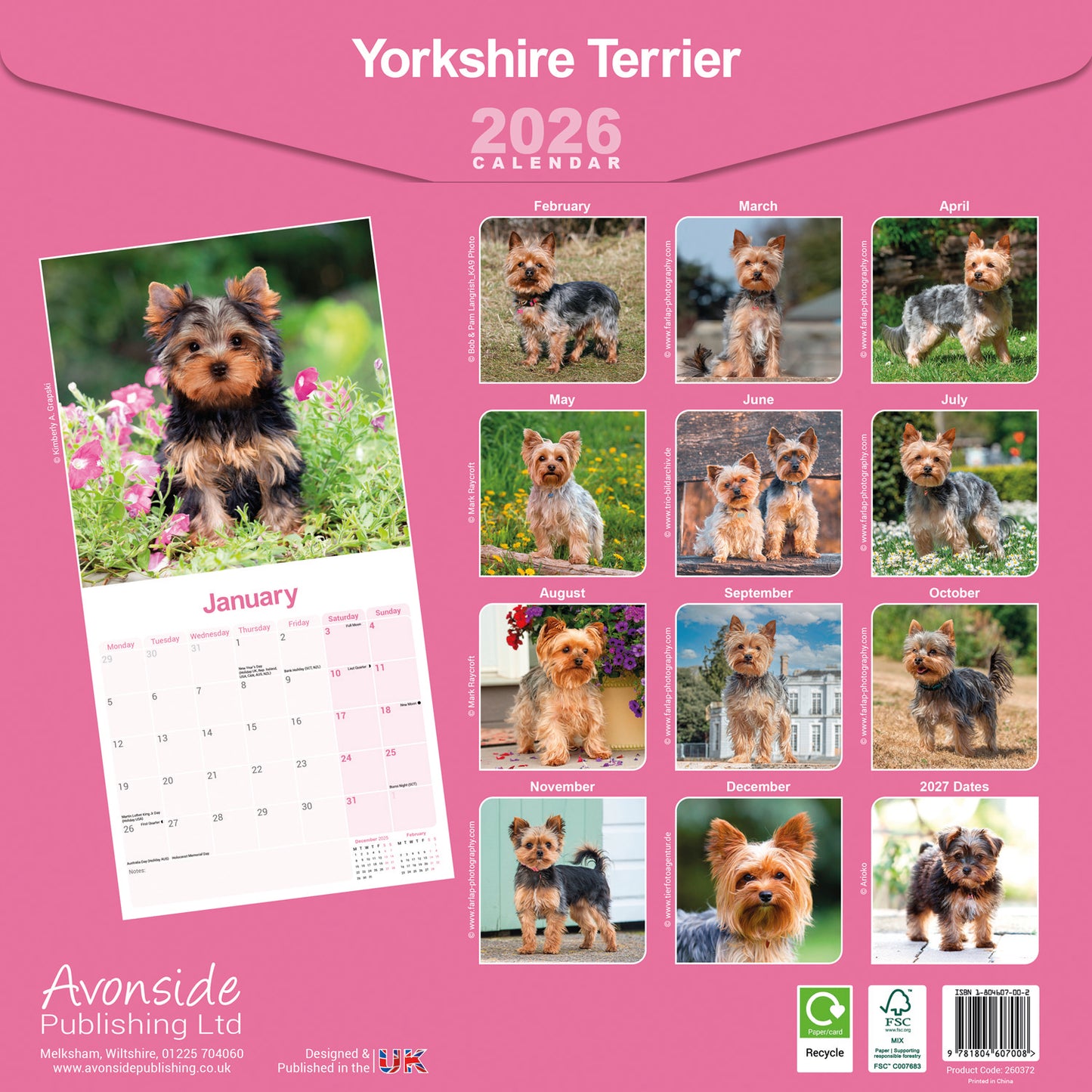 Yorkshire Terrier Wall Calendar 2026