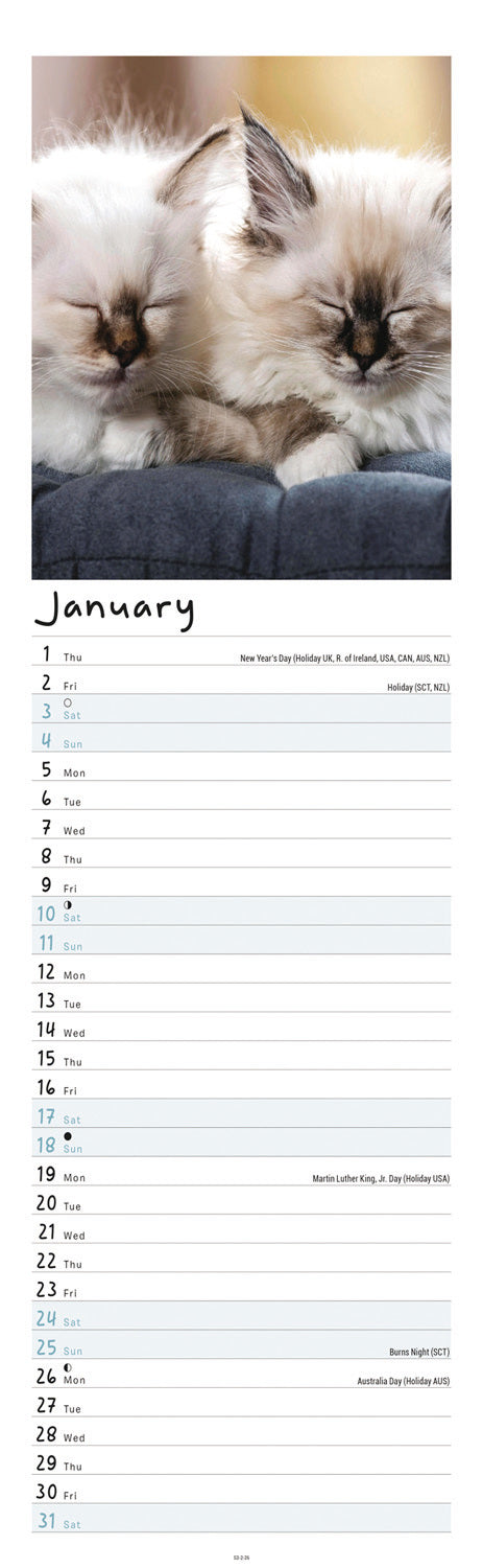 Kittens Slim Calendar 2026