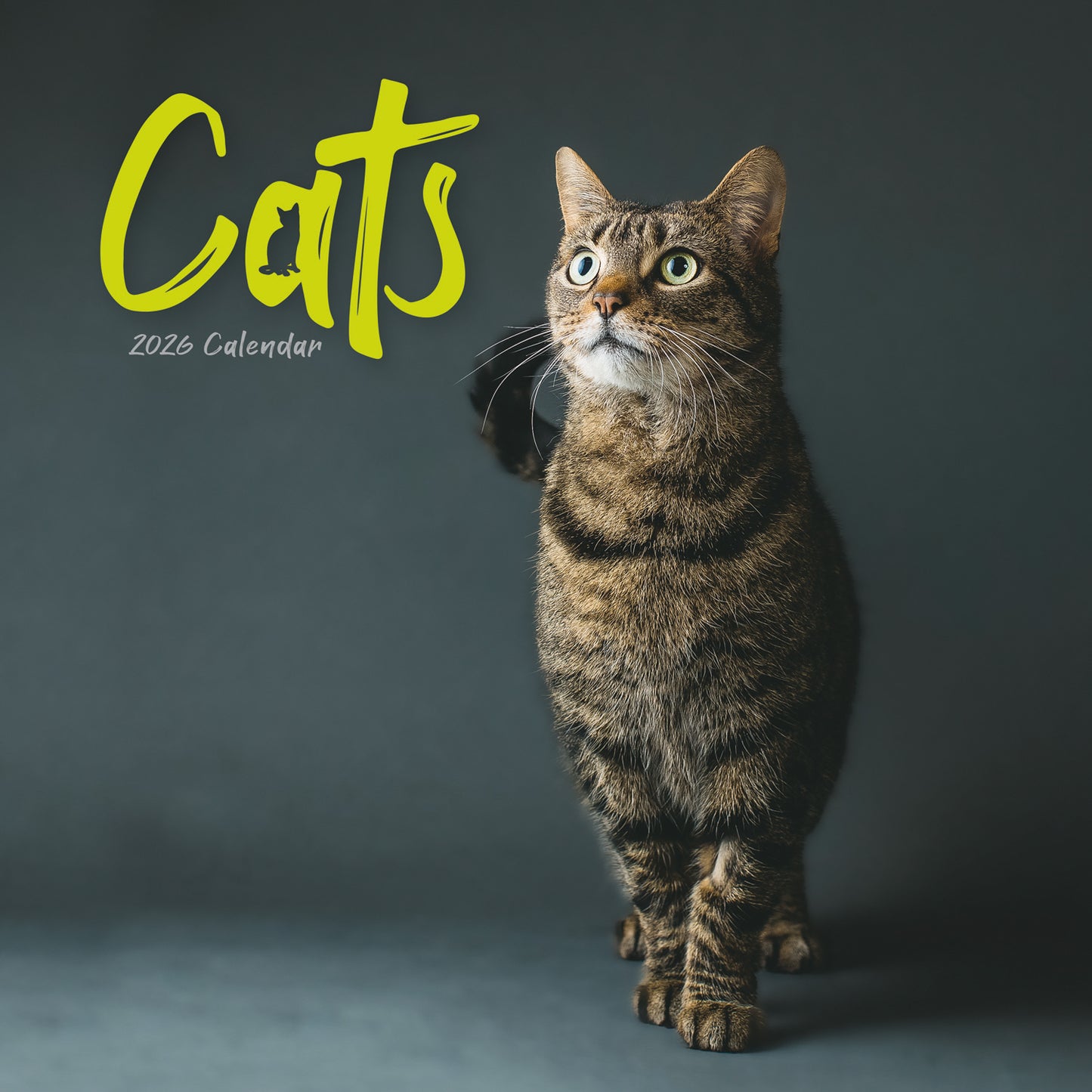 Cats Wall Calendar 2026