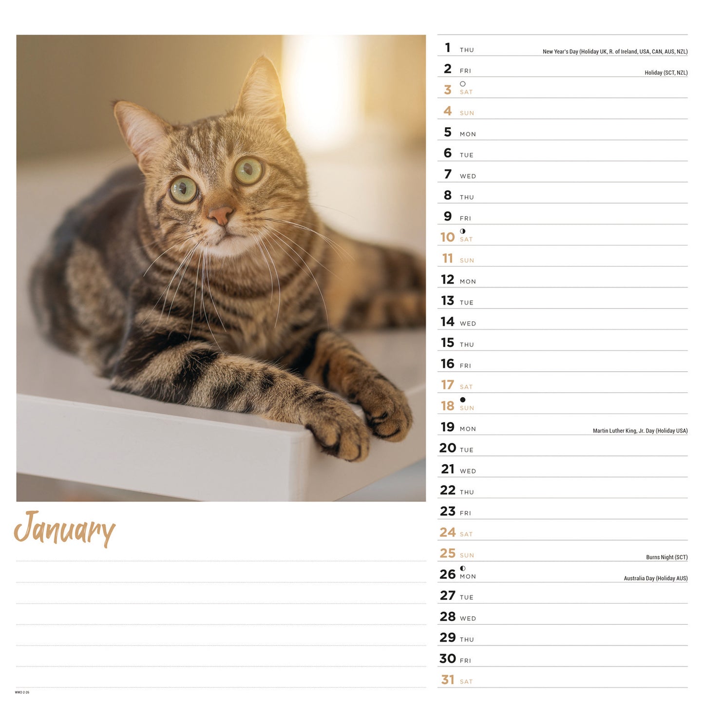 Cats Wall Calendar 2026