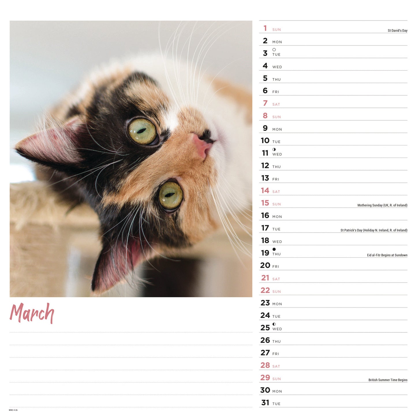 Cats Wall Calendar 2026