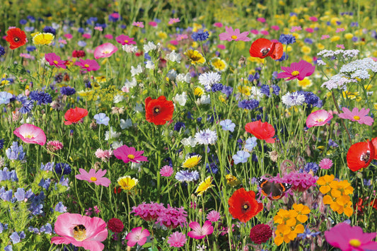 Bees Seed Shaker Wildflowers