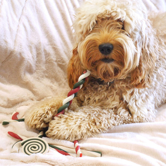 No Rawhide Bumper Dog Treat Bag