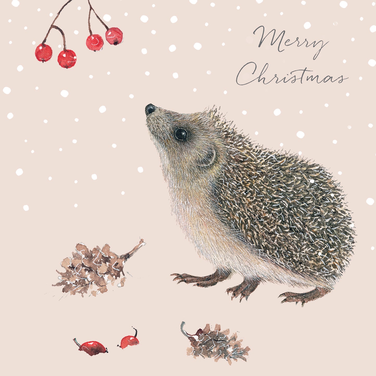 Winter Hedgehog and Berries 10 cards