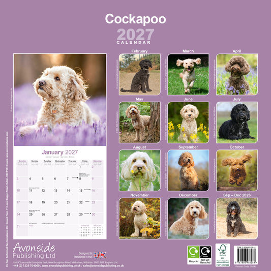 Cockapoo Wall Calendar 2027