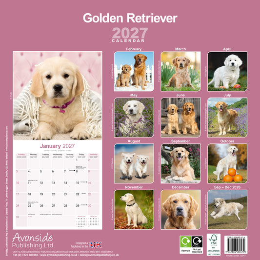 Golden Retriever Wall Calendar 2027