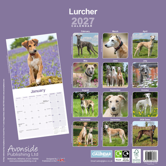 Lurcher Wall Calendar 2027