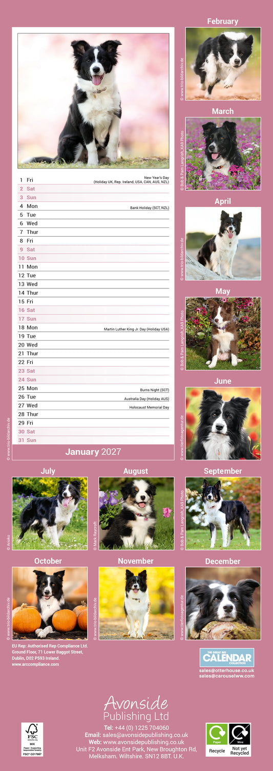 Border Collie Slim Calendar 2027