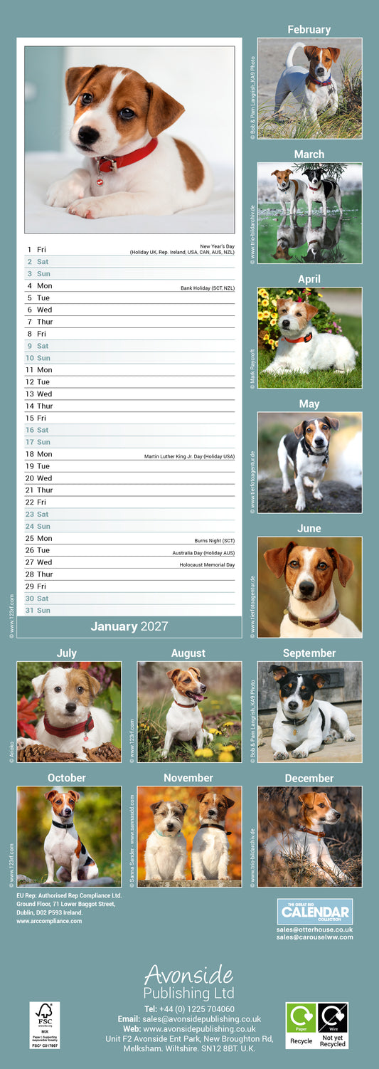 Jack Russell Slim Calendar 2027