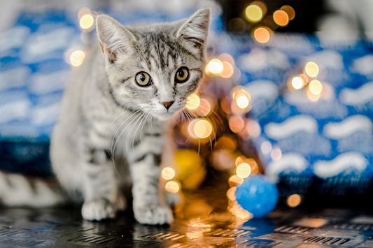 Warm Hearted Gift - Miaowy Christmas