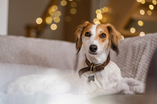Warm Hearted Gift - Santa Paws