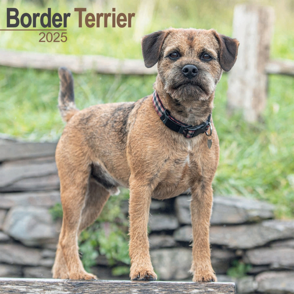 Border Terrier Wall Calendar 2025