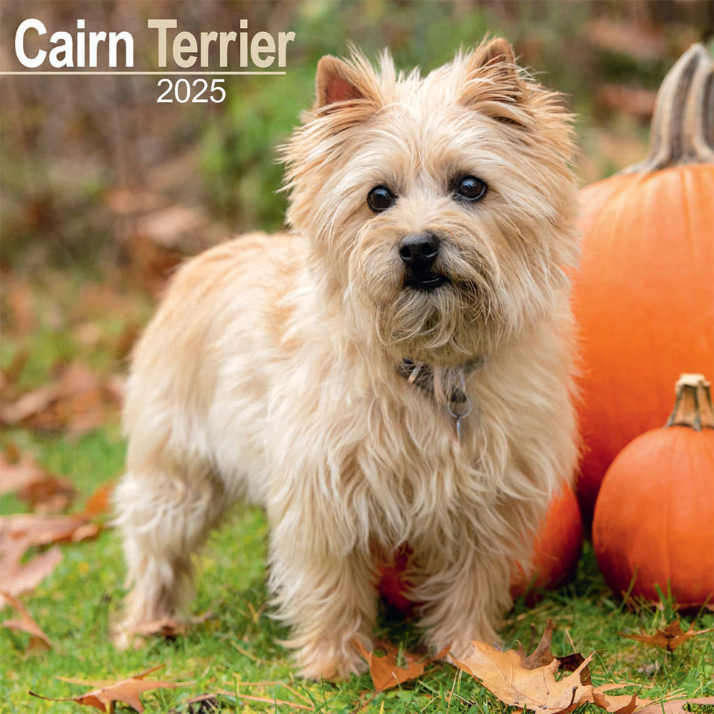 Cairn Terrier Wall Calendar 2025