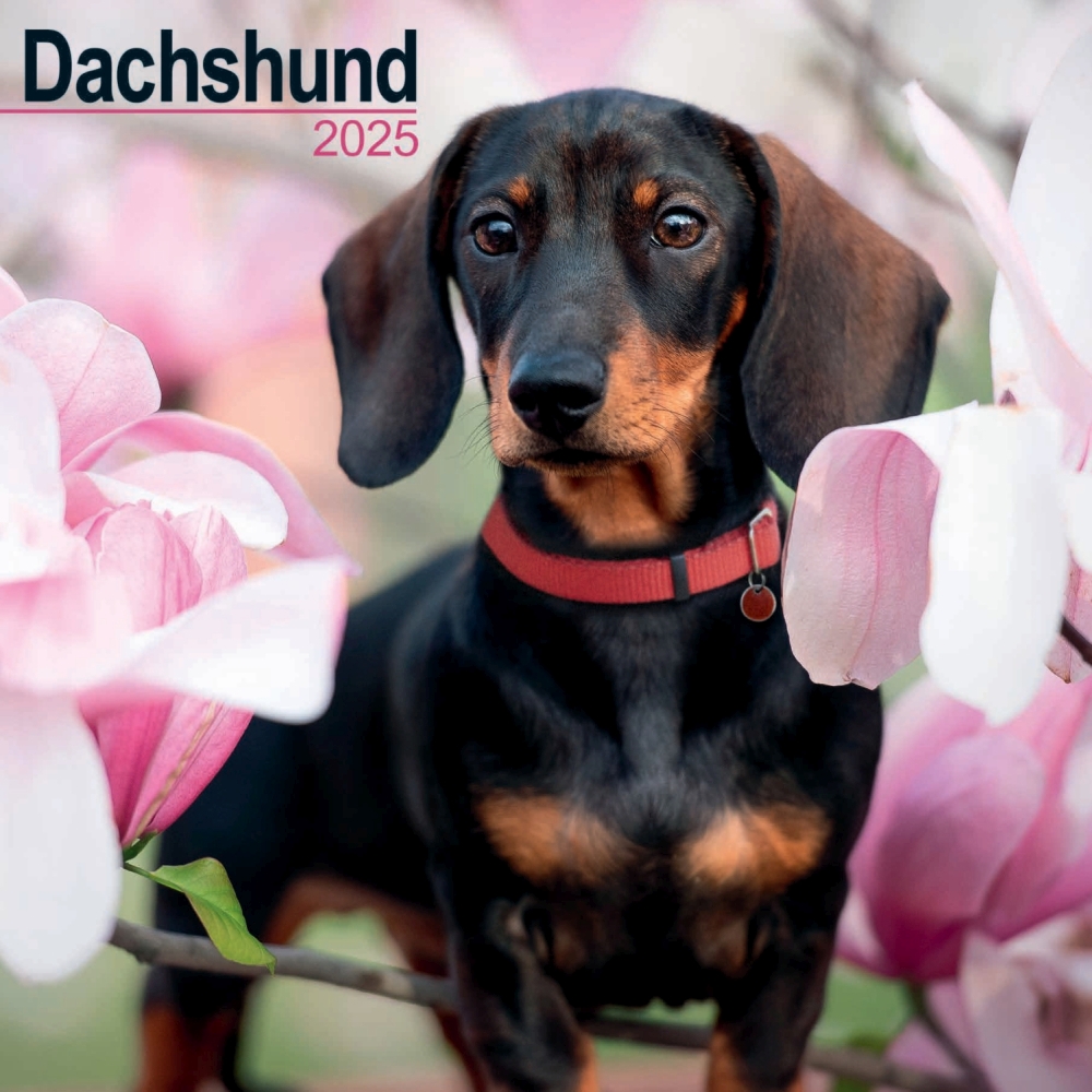 Dachshund Wall Calendar 2025