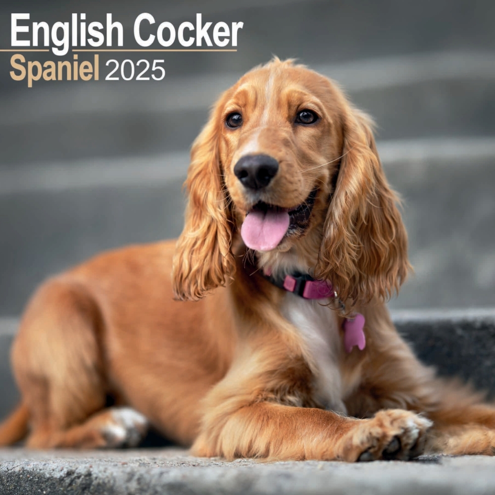 English Cocker Spaniel Wall Calendar 2025