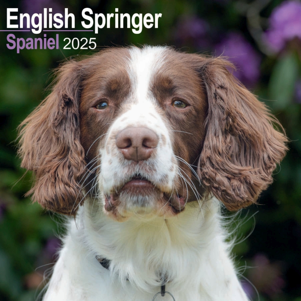 English Springer Spaniel Wall Calendar 2025