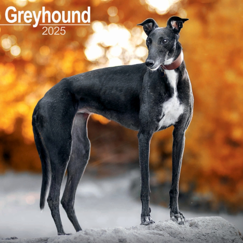 Greyhound Wall Calendar 2025