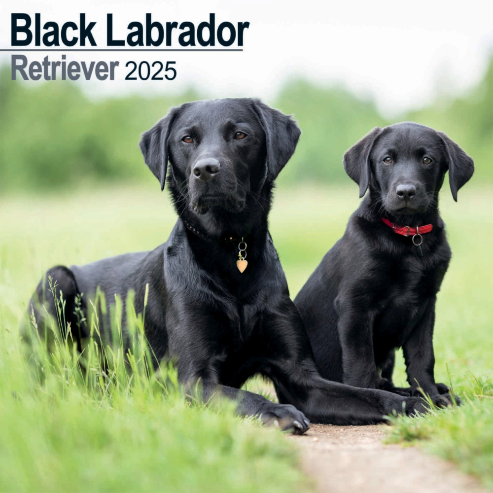 Black Labrador Retriever Wall Calendar 2025