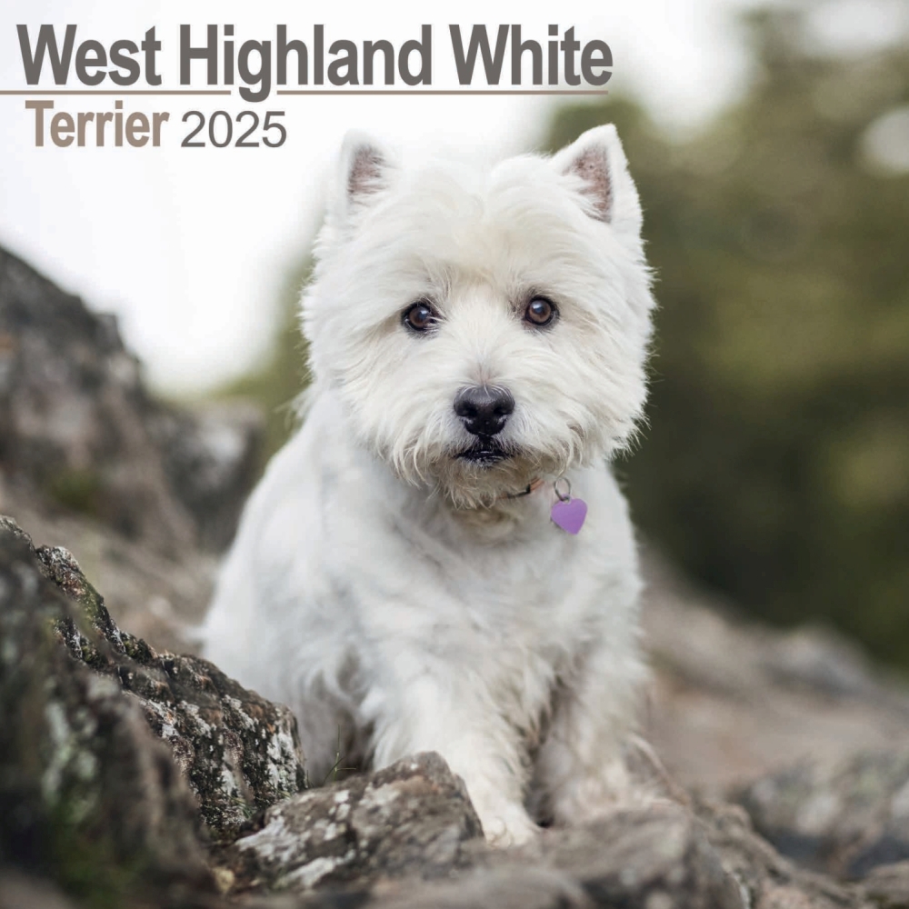 West Highland White Terrier Wall Calendar 2025