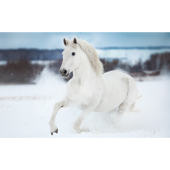 A Gallop in the Snow cards