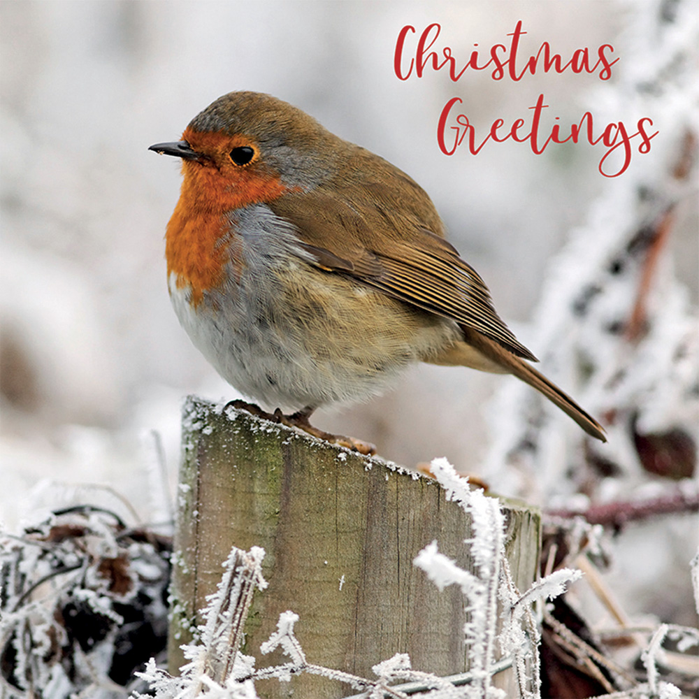 Christmas Robin cards