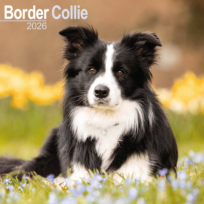 Border Collie Wall Calendar 2026