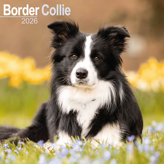 Border Collie Wall Calendar 2026