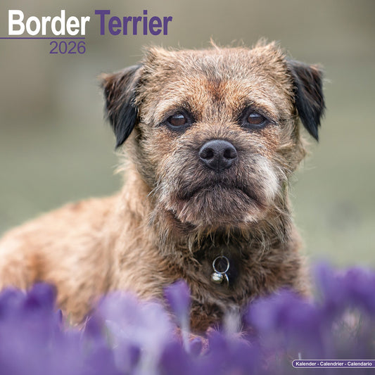 Border Terrier Wall Calendar 2026