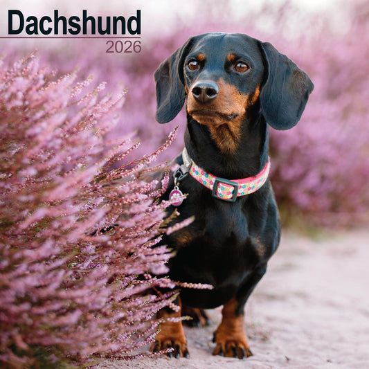 Dachshund Wall Calendar 2026