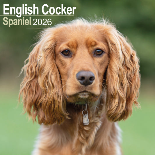 English Cocker Spaniel Wall Calendar 2026