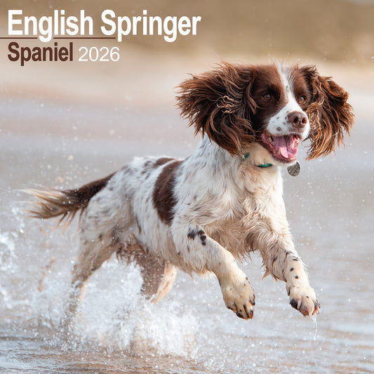 English Springer Spaniel Wall Calendar 2026