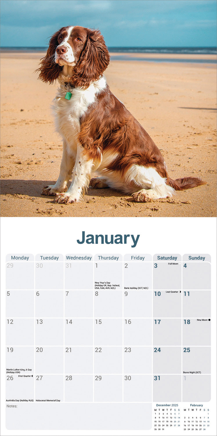 English Springer Spaniel Wall Calendar 2026