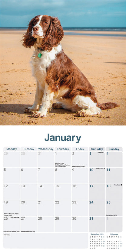 English Springer Spaniel Wall Calendar 2026
