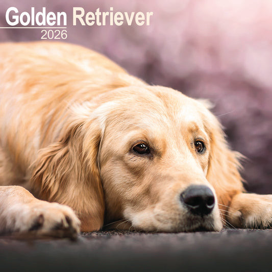 Golden Retriever Wall Calendar 2026