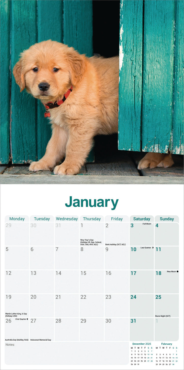Golden Retriever Wall Calendar 2026