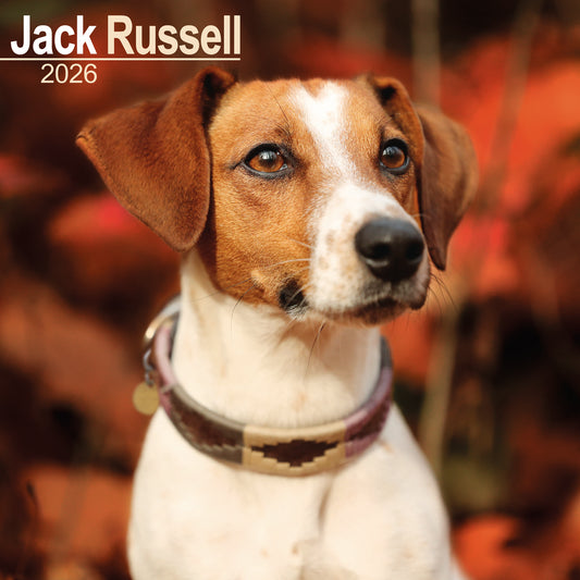 Jack Russell Wall Calendar 2026