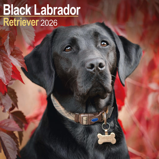Black Labrador Retriever Wall Calendar 2026