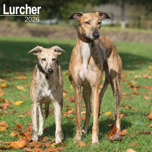 Lurcher Wall Calendar 2026