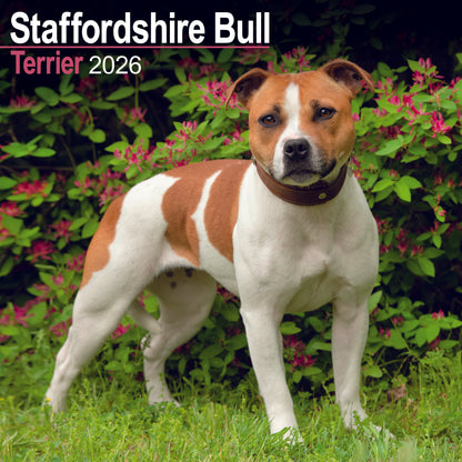 Staffordshire Bull Terrier Wall Calendar 2026