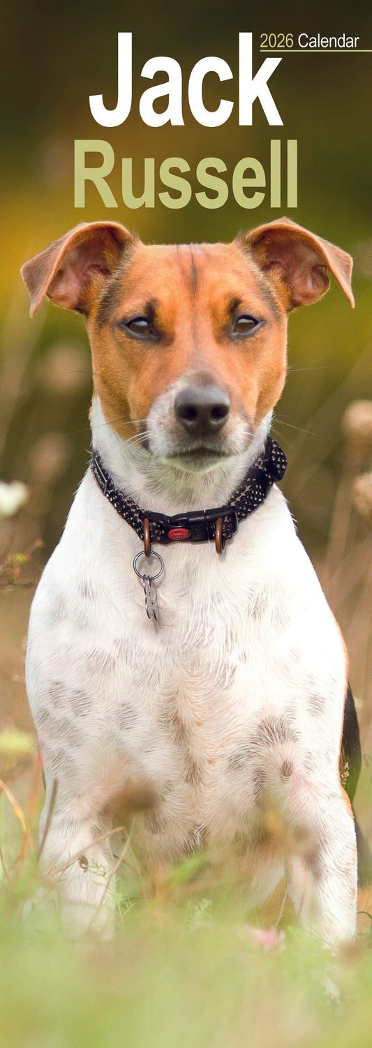 Jack Russell Slim Calendar 2026