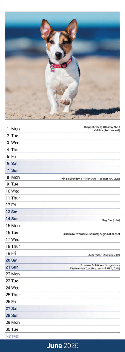 Jack Russell Slim Calendar 2026