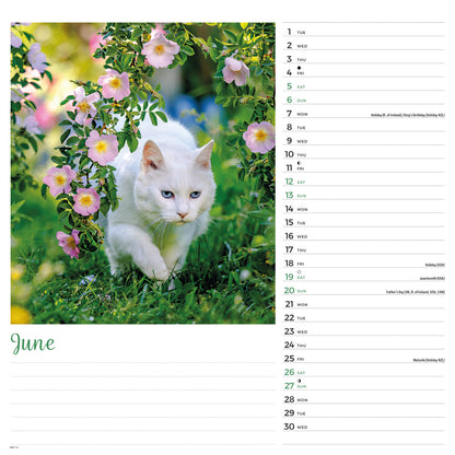 Cats Wall Calendar 2027
