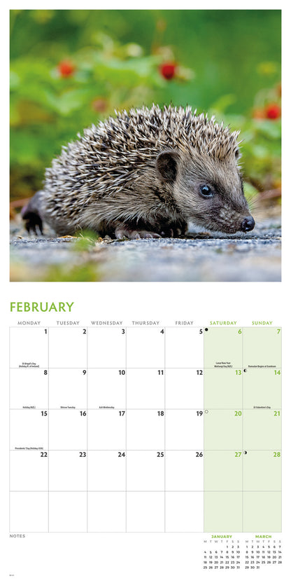 Hedgehogs Wall Calendar 2027