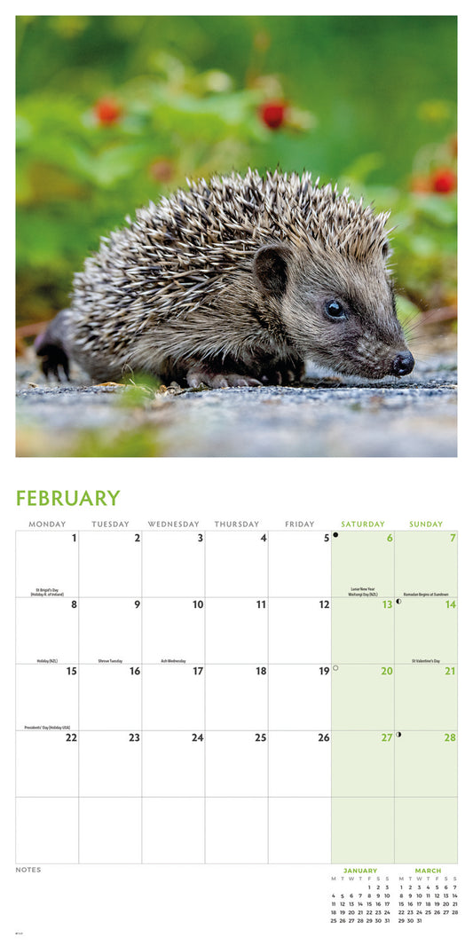 Hedgehogs Wall Calendar 2027